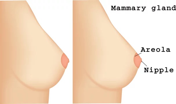Breast Areola Restoration & Tints breast areola